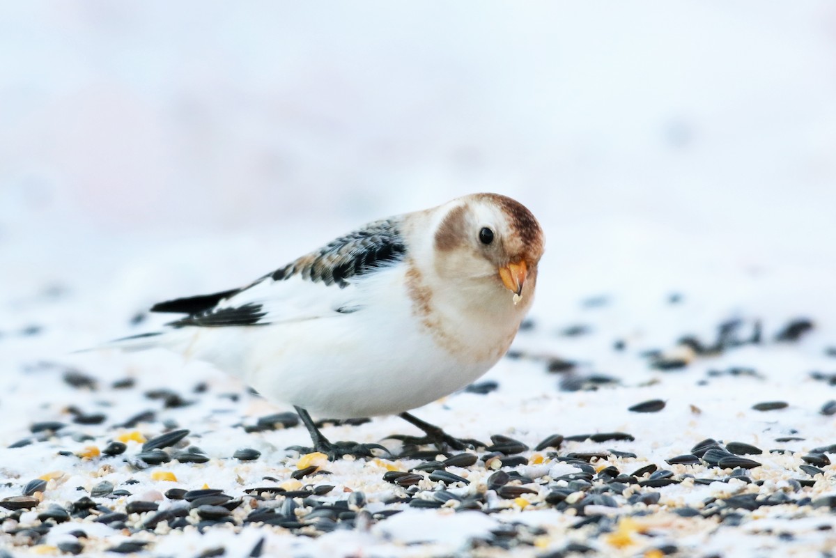 Snow Bunting - ML42833681