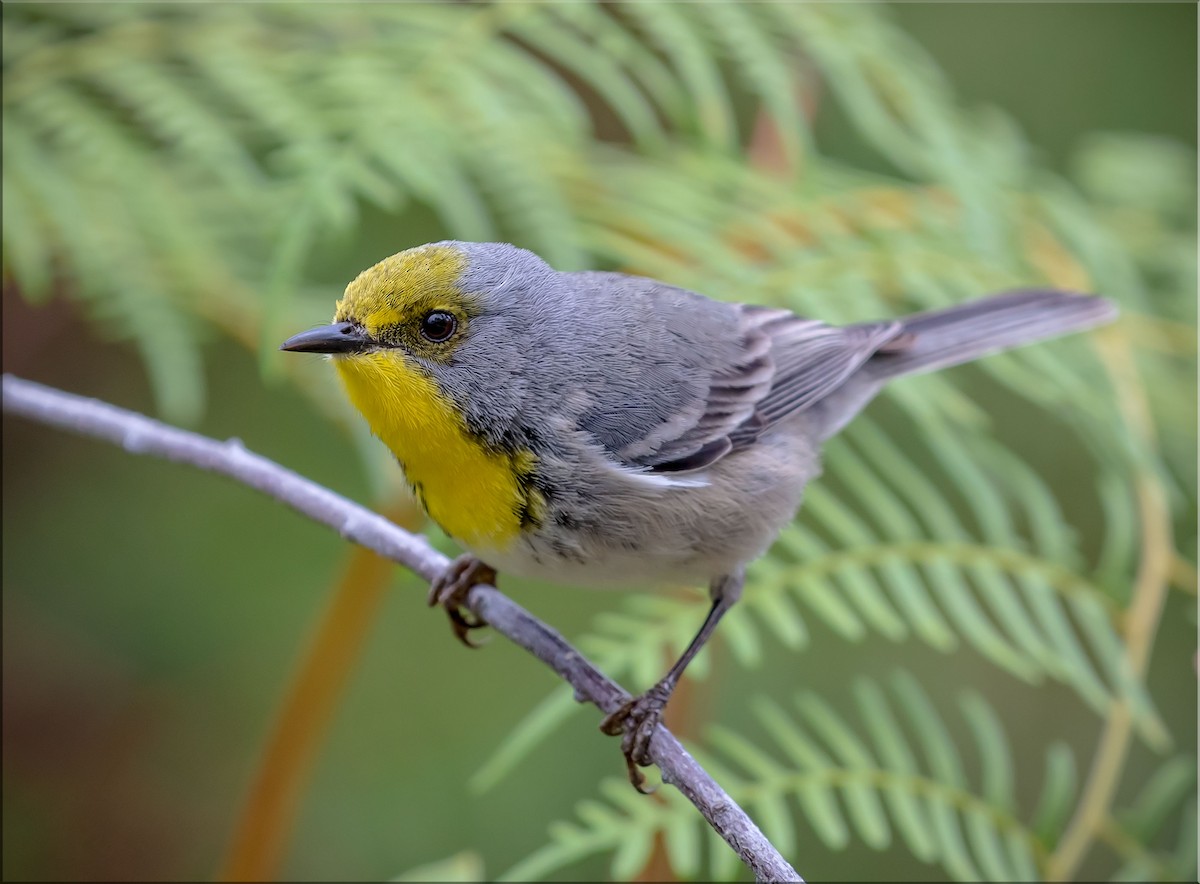 Olive-capped Warbler - ML428337001