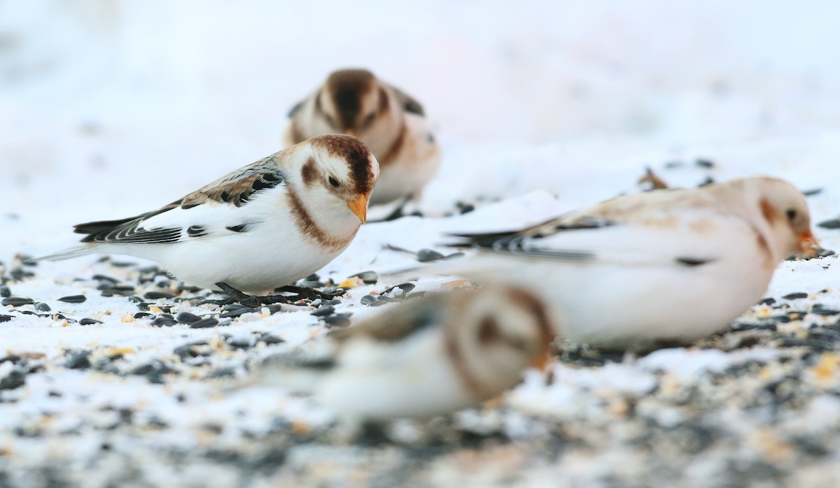 Snow Bunting - ML42833711