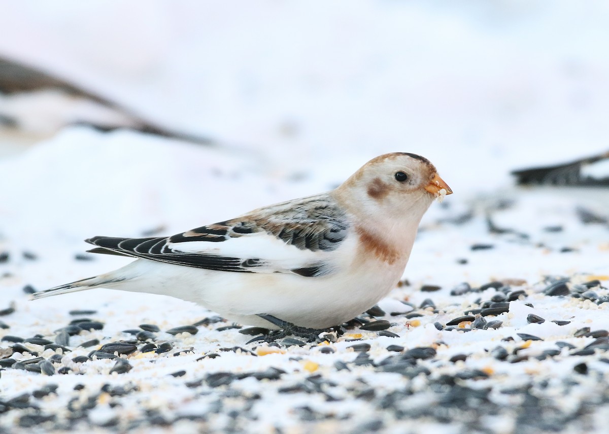 Snow Bunting - ML42833721