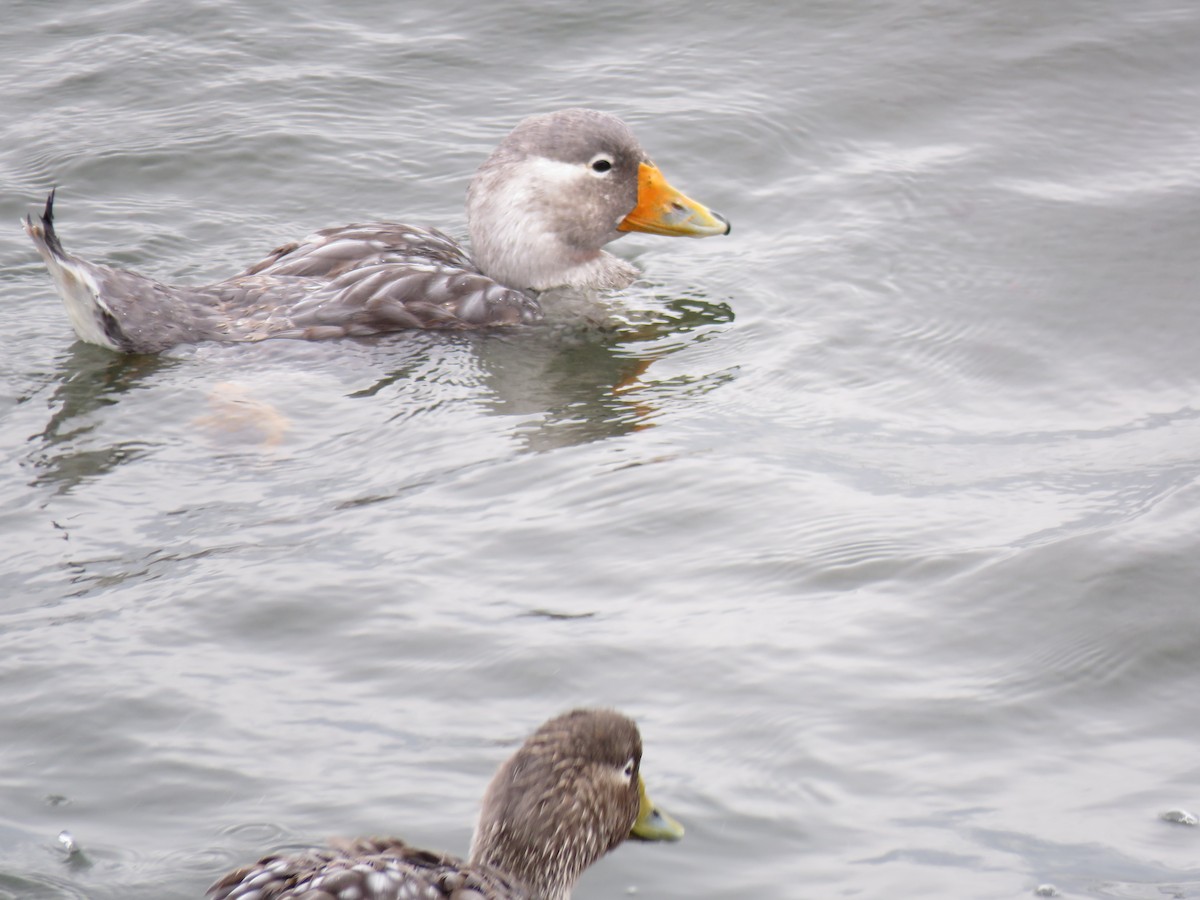 White-headed Steamer-Duck - Thomas Gibson