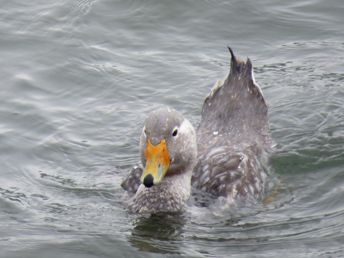 White-headed Steamer-Duck - ML42833971