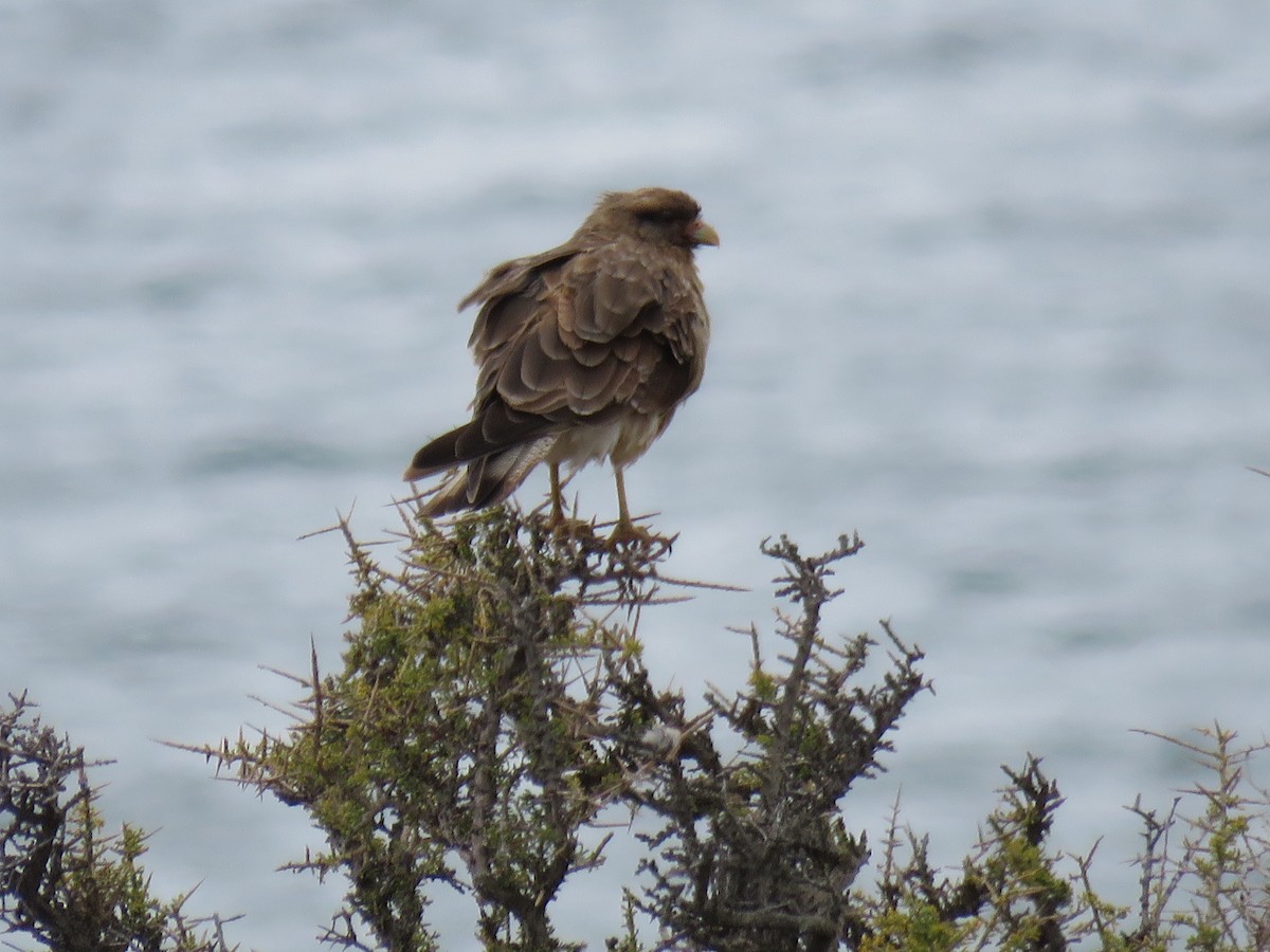 Chimango Caracara - ML42833981