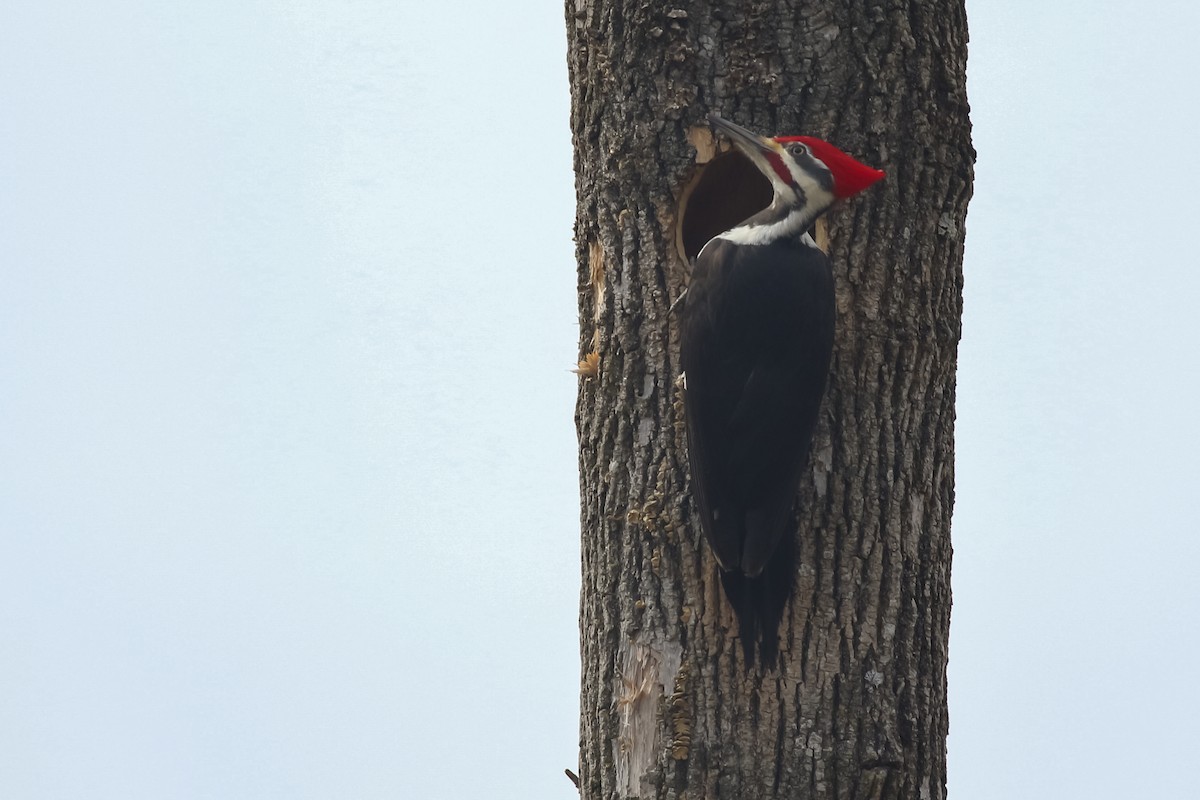 Pileated Woodpecker - Baxter Beamer