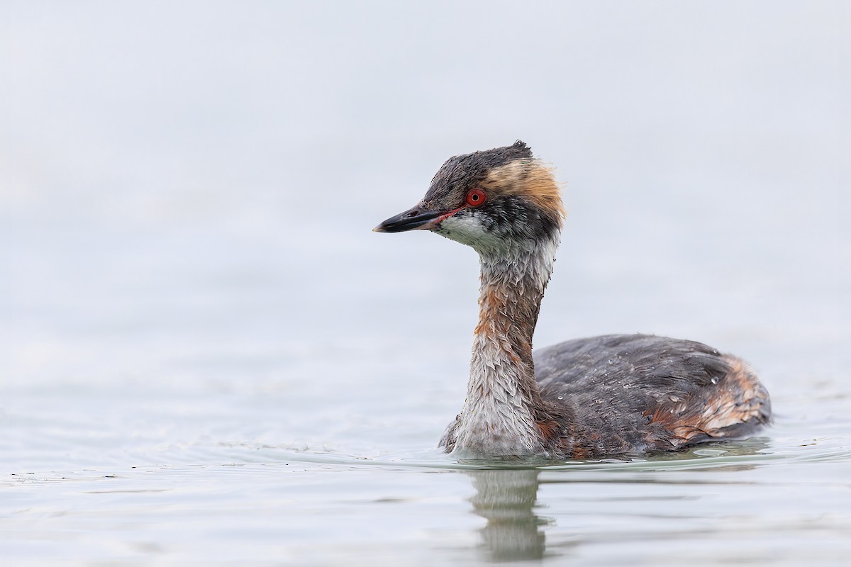 Horned Grebe - ML428342961