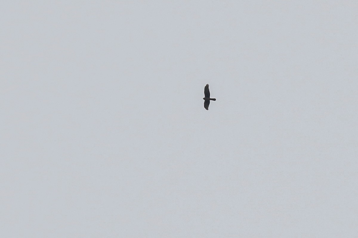 Northern Harrier - ML428344281