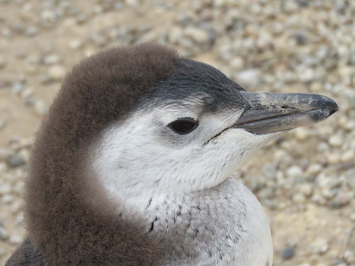 Magellanic Penguin - ML42834461