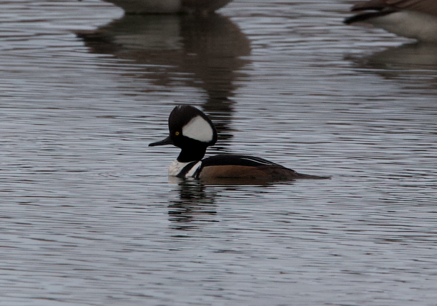 Hooded Merganser - ML428344721