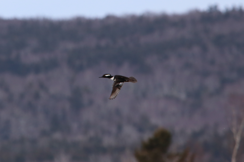 Hooded Merganser - ML428344801