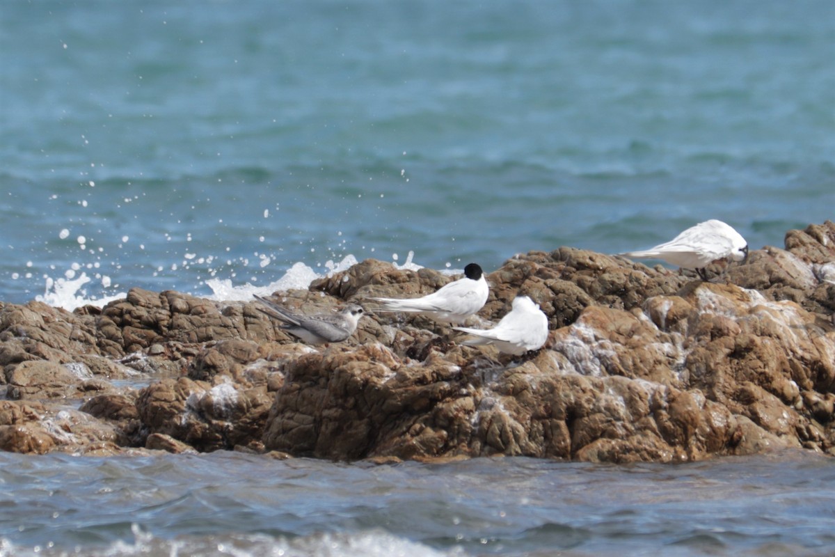 Black-fronted Tern - ML428345881