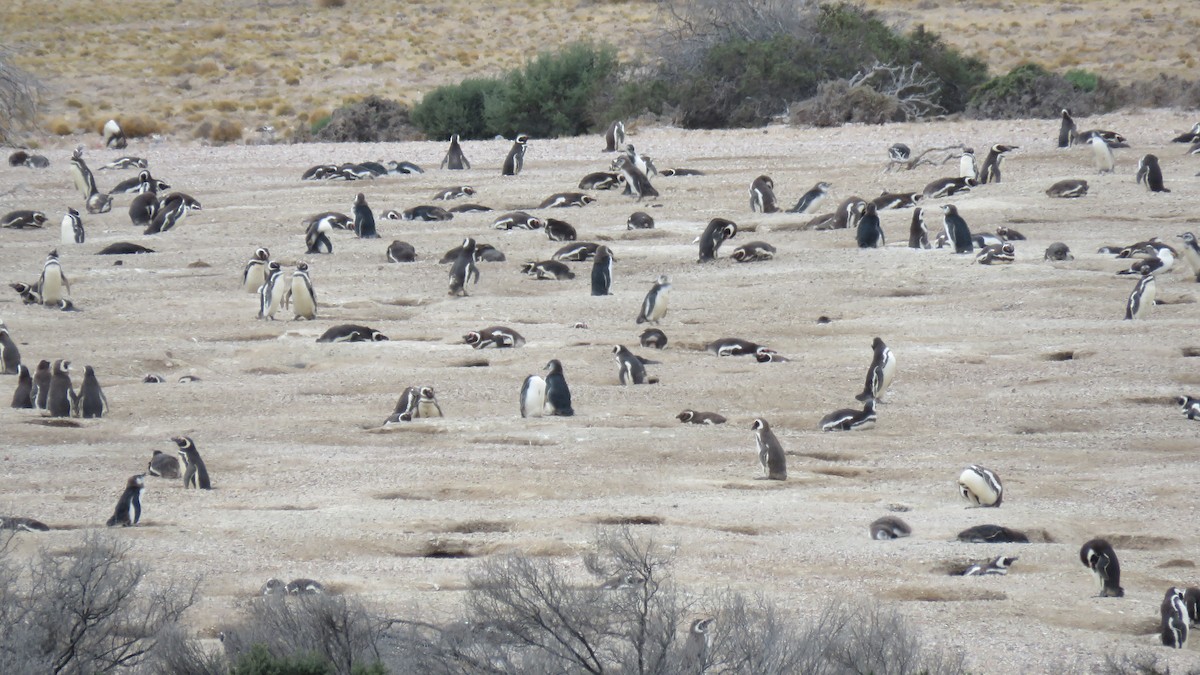 Magellanic Penguin - ML42834621