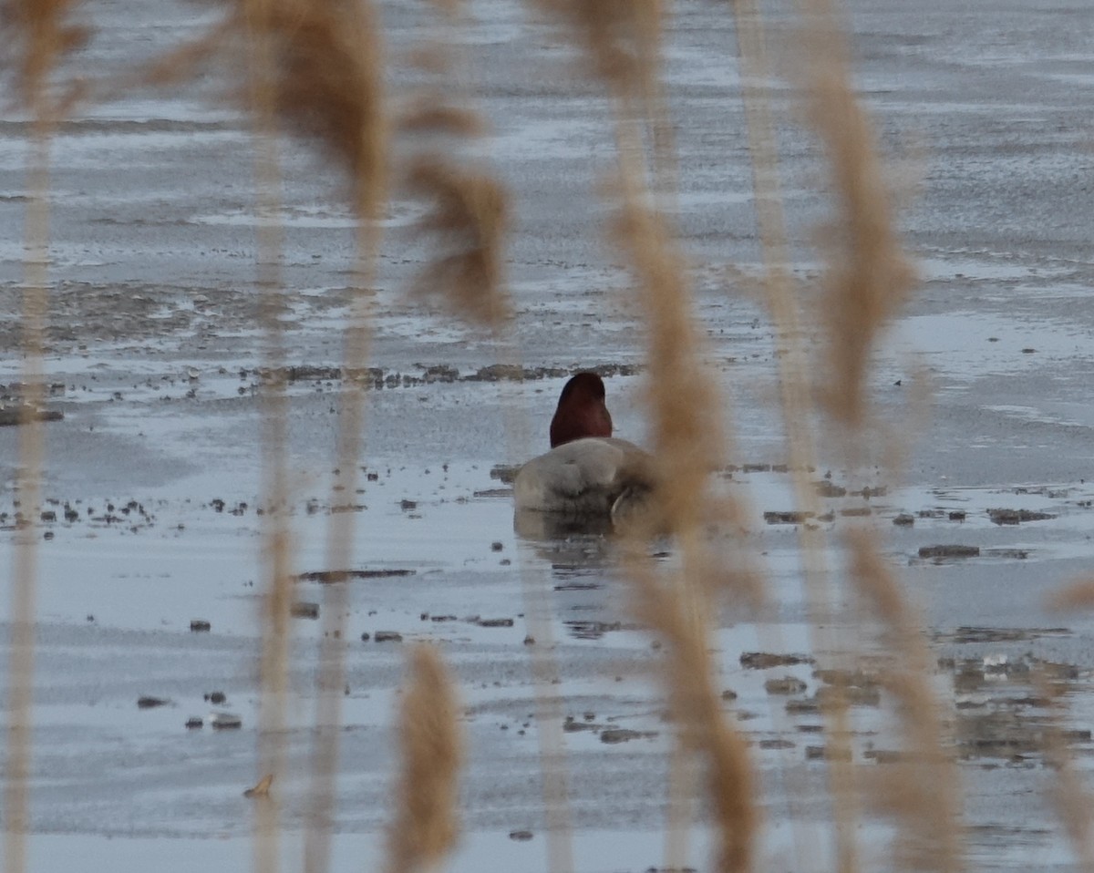 Redhead - ML428347821