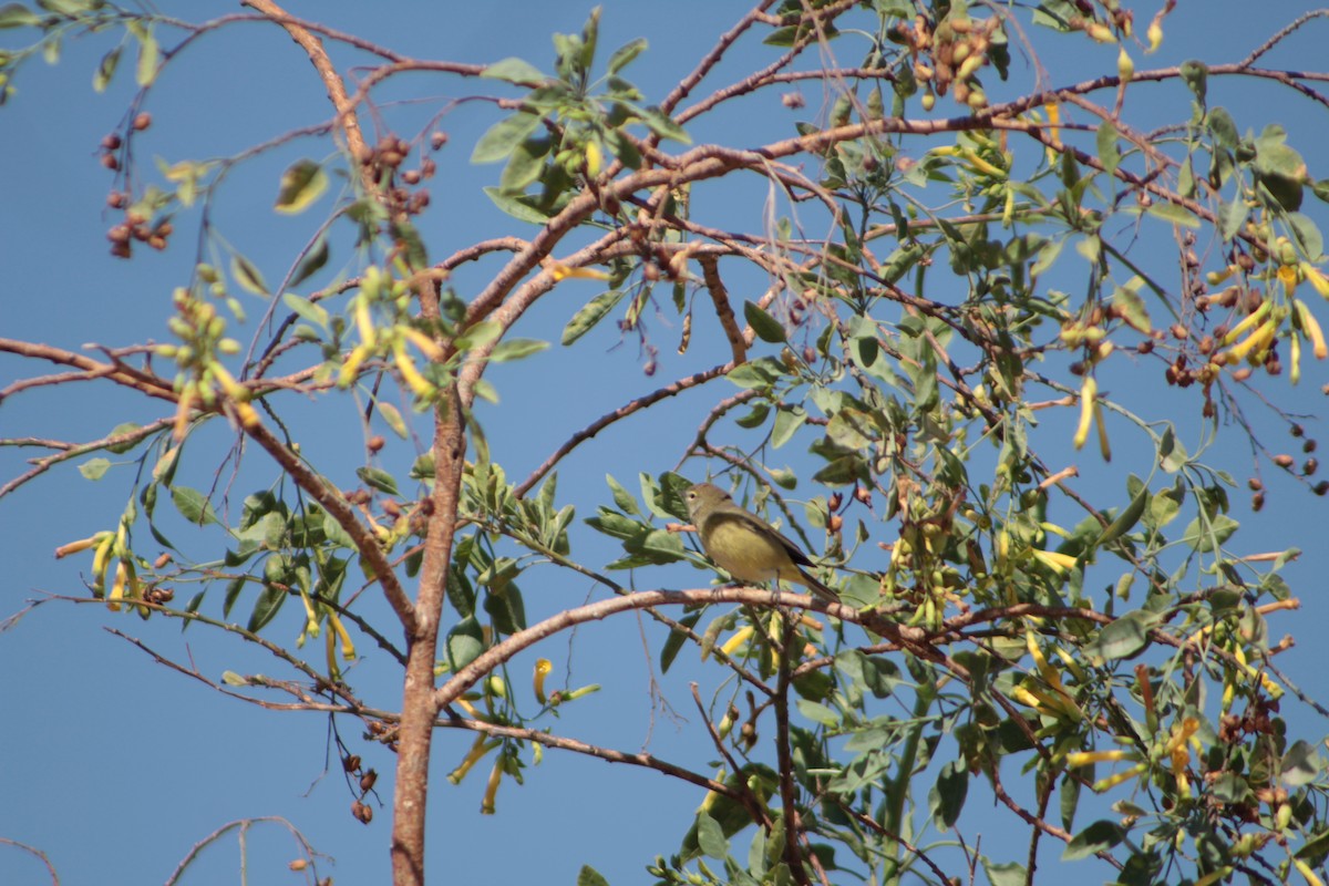 Orange-crowned Warbler (Gray-headed) - ML428347881