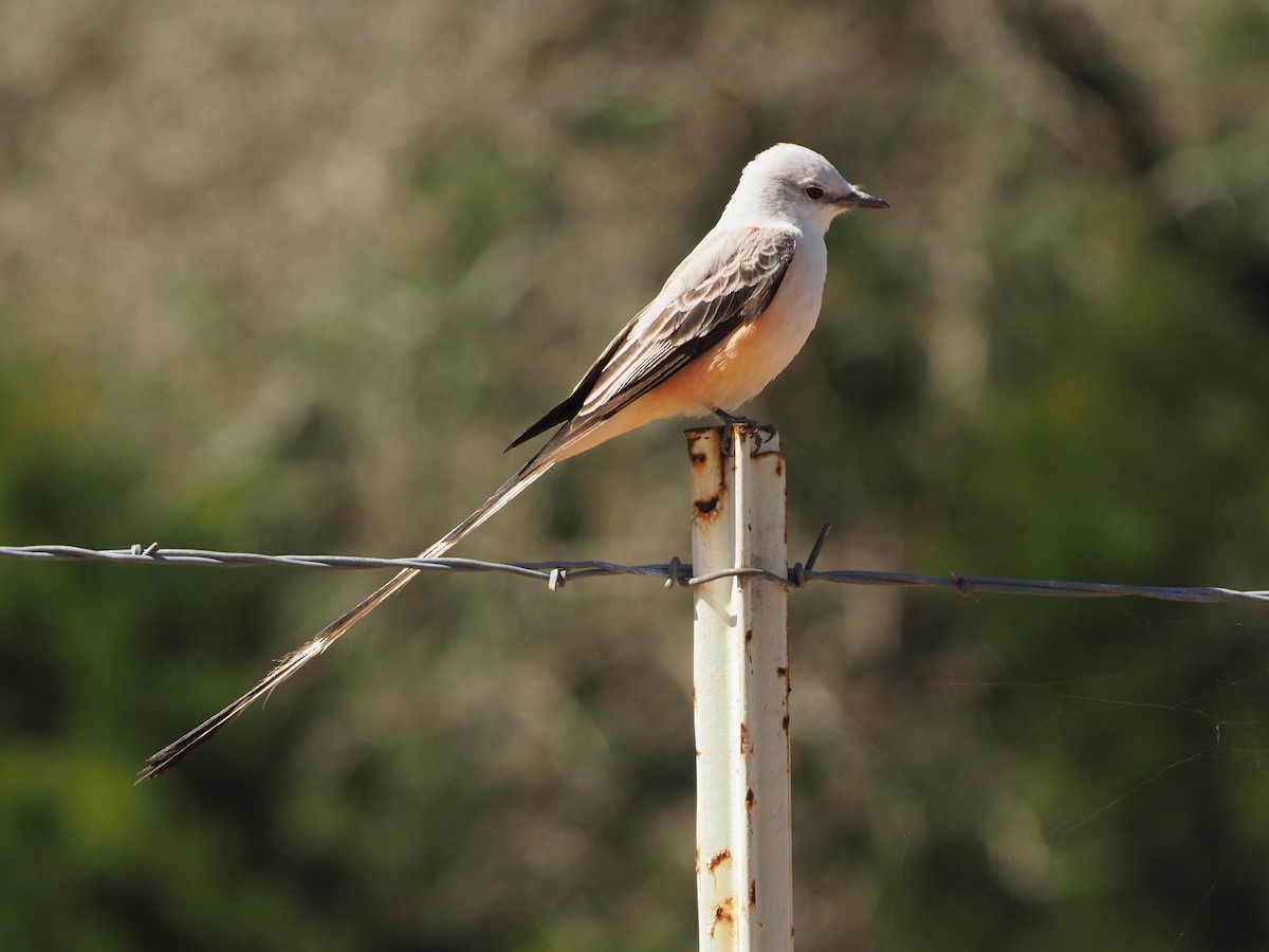 Scissor-tailed Flycatcher - ML428353131