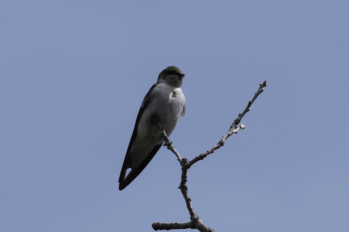 Tree Swallow - ML428353421