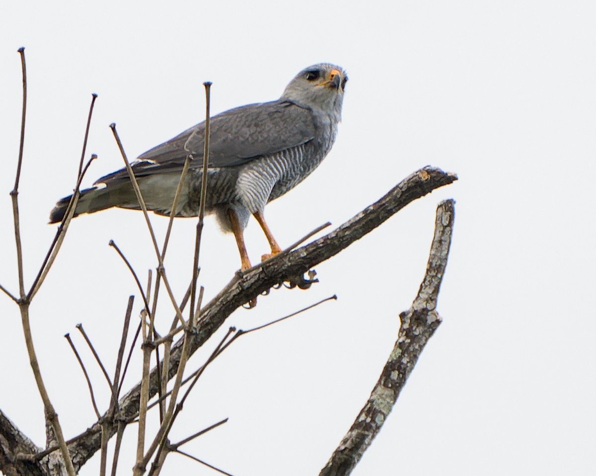 Gray Hawk - Tyler Wenzel