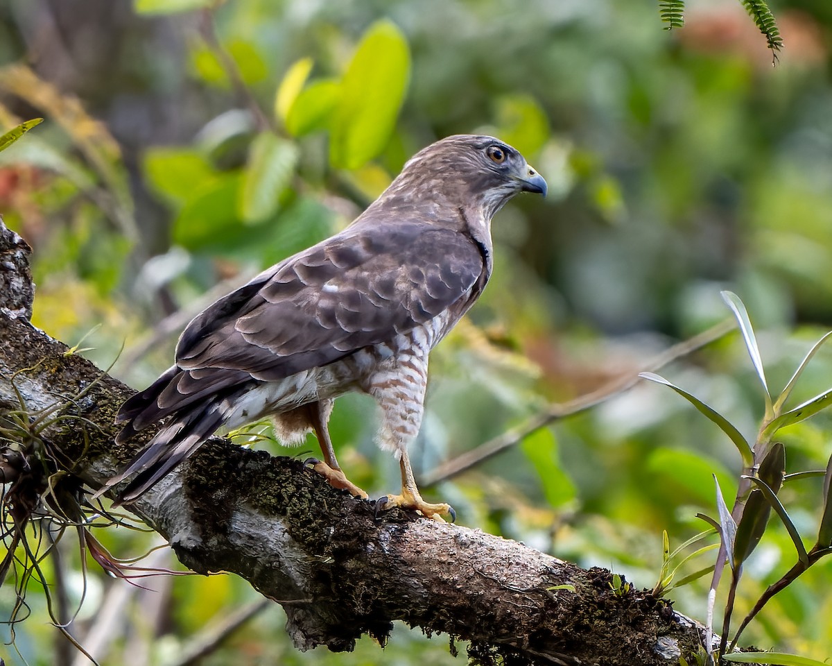 Broad-winged Hawk - ML428355381