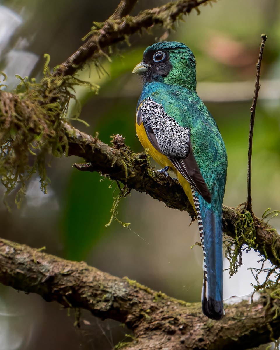 Northern Black-throated Trogon - Tyler Wenzel