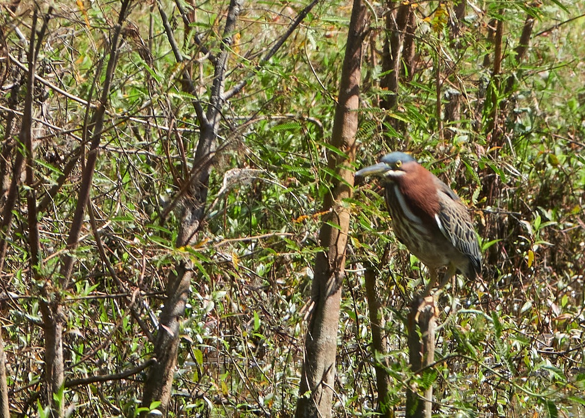 Green Heron - ML428358361