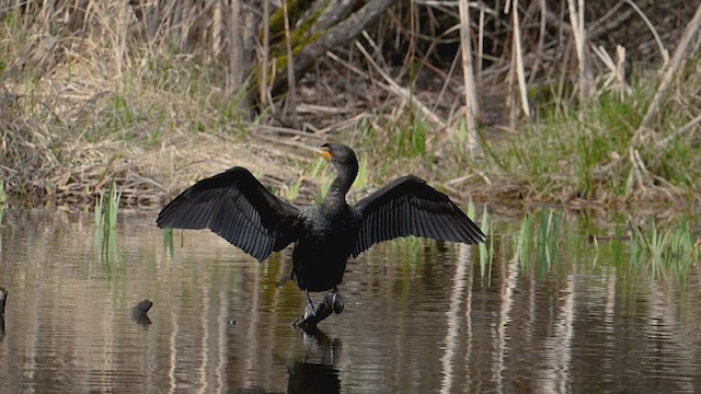 Double-crested Cormorant - ML428358421