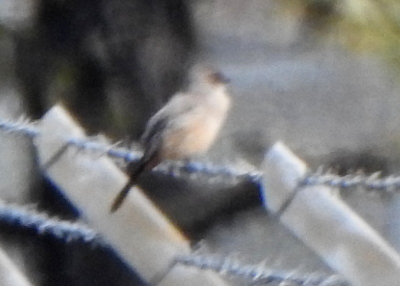 Say's Phoebe - ML428359121