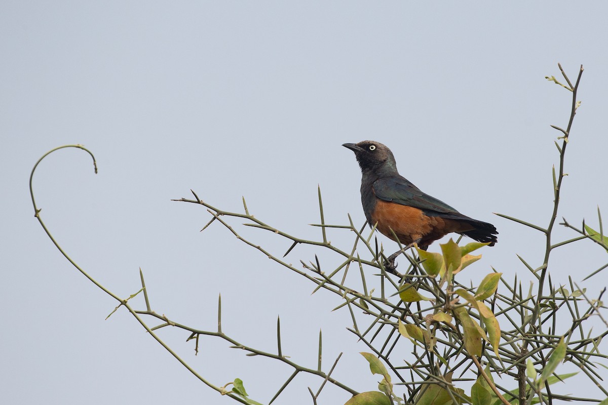 Chestnut-bellied Starling - Chris Wood