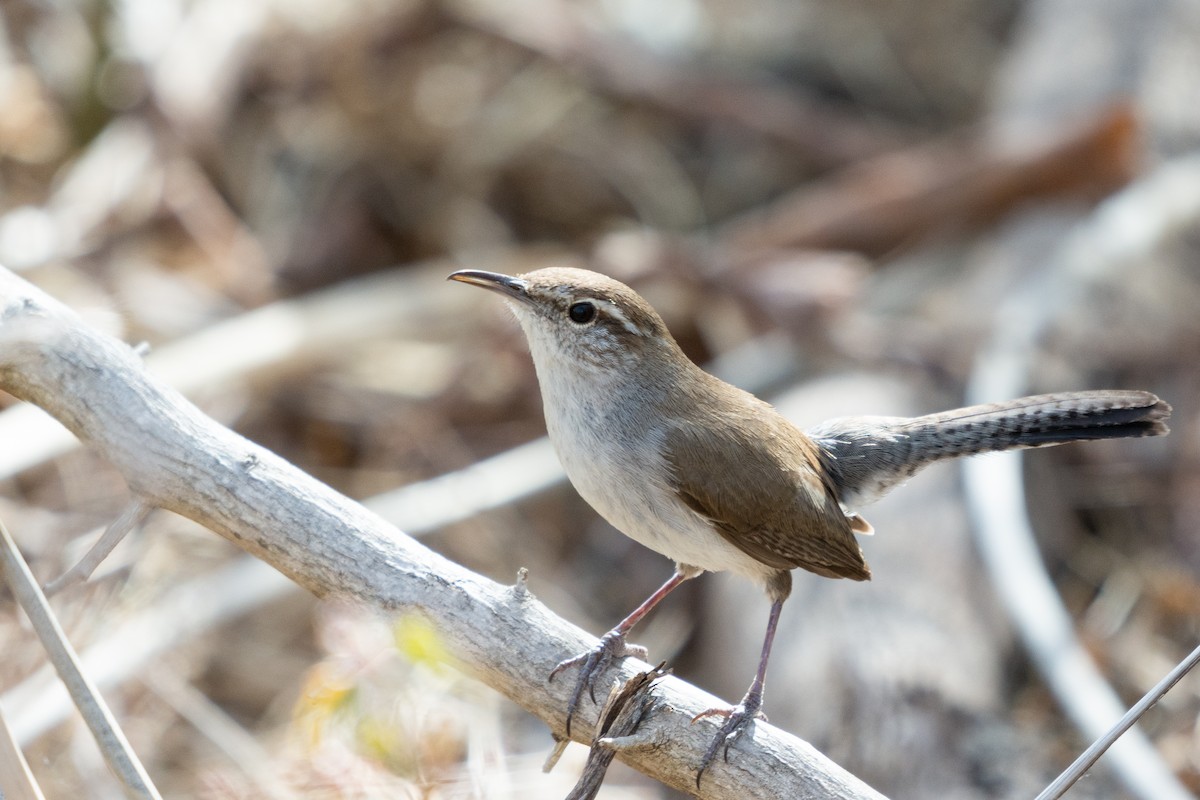 Bewick's Wren - ML428360201