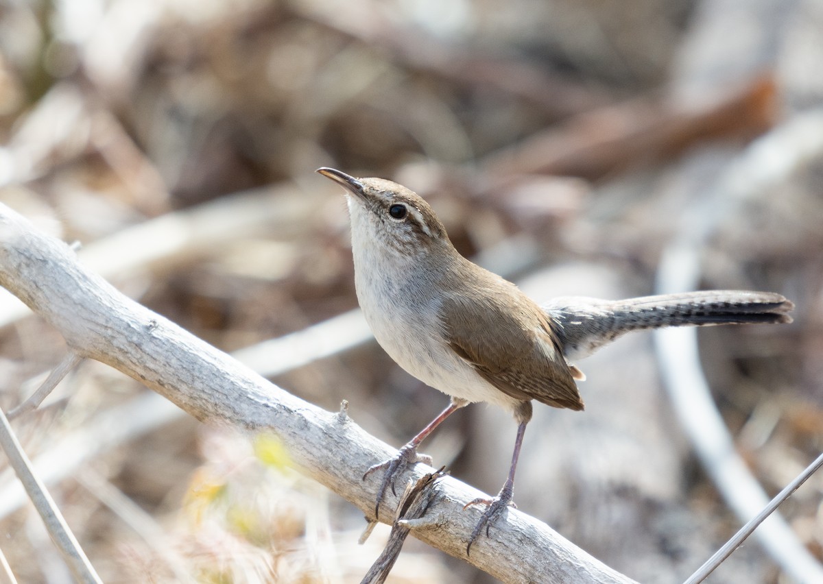 Bewick's Wren - ML428360211