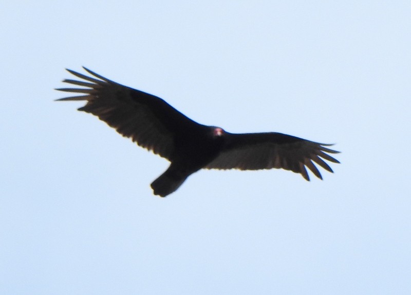 Urubu à tête rouge - ML428362141