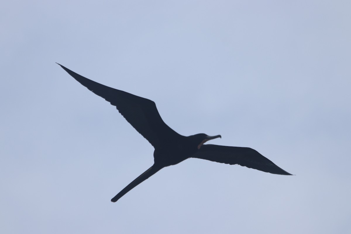 Magnificent Frigatebird - ML428365931