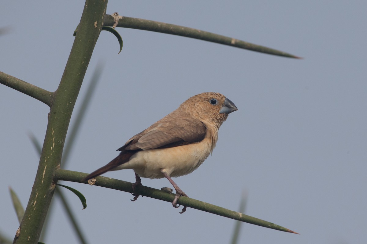 African Silverbill - ML42836611