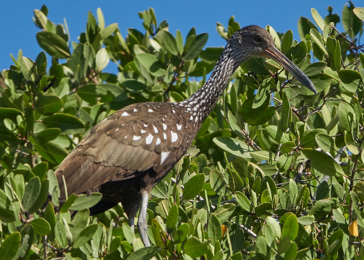 Limpkin - Evan Thomas