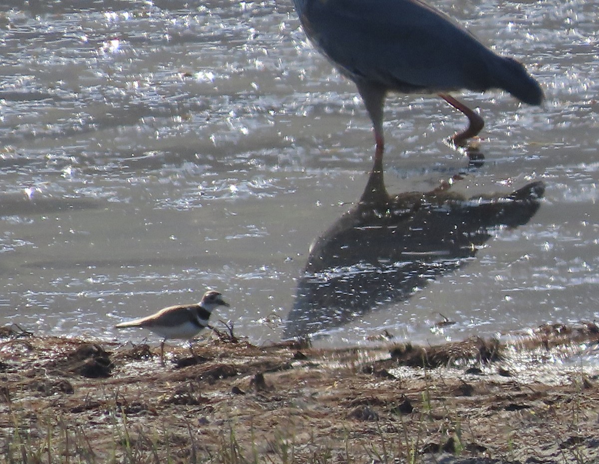 Killdeer - ML428368291