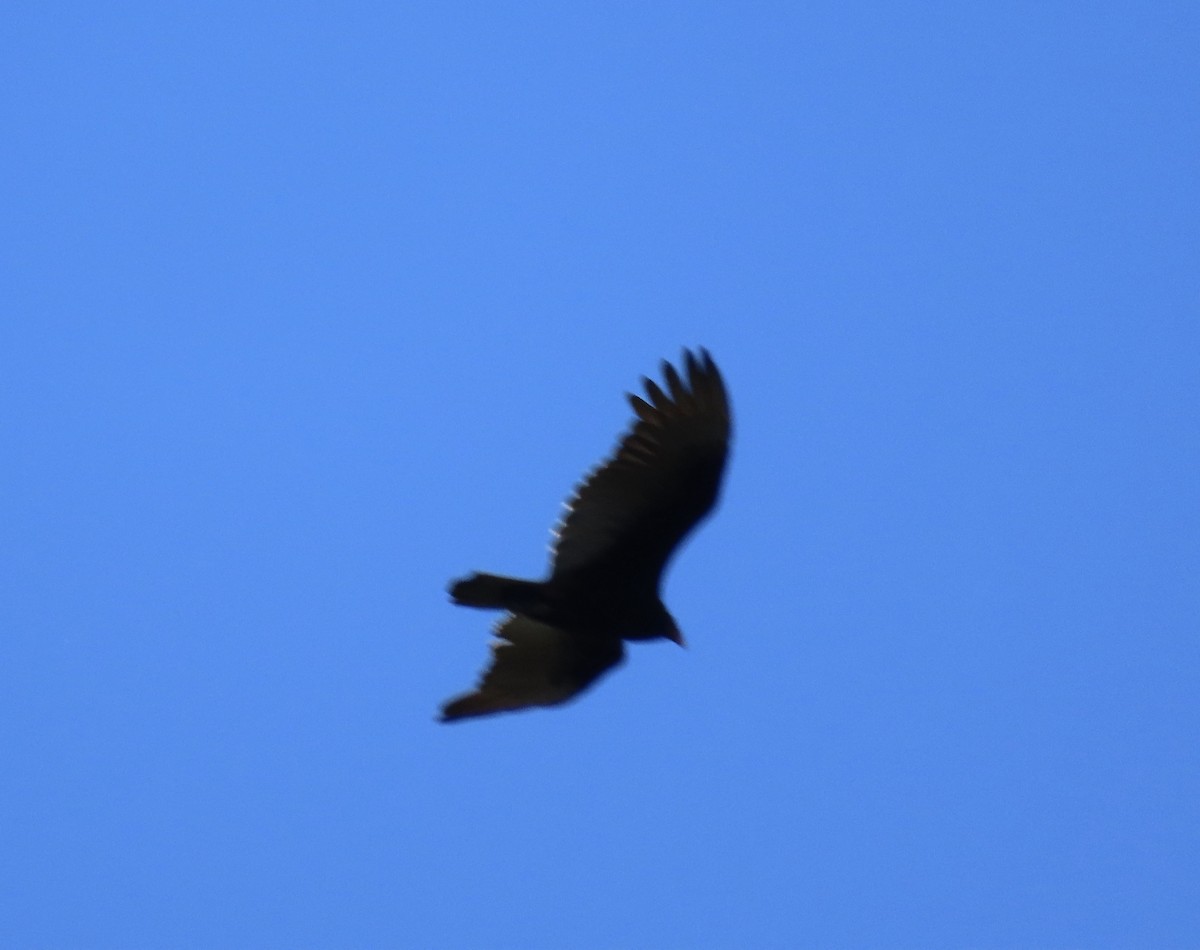 Turkey Vulture - ML428368701