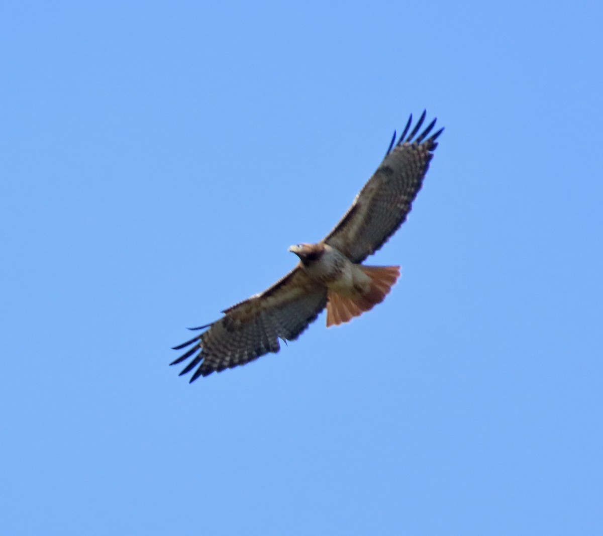 Red-tailed Hawk - ML428368801