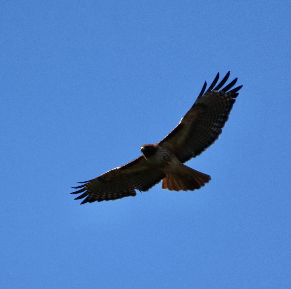 Red-tailed Hawk - ML428368811