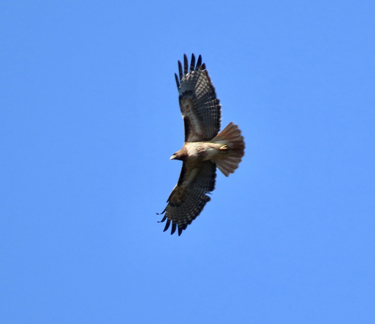 Red-tailed Hawk - ML428368821