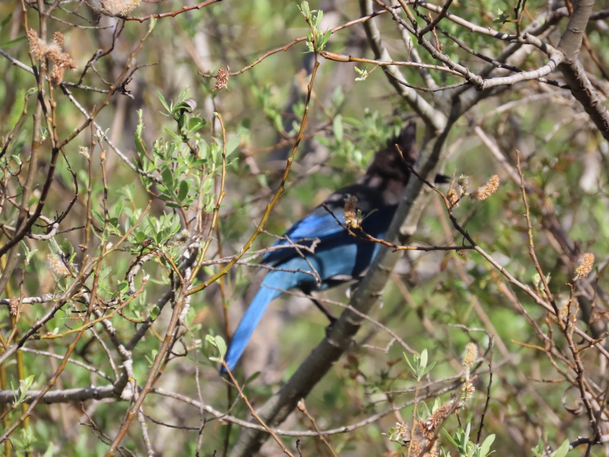 Steller's Jay - George Chrisman