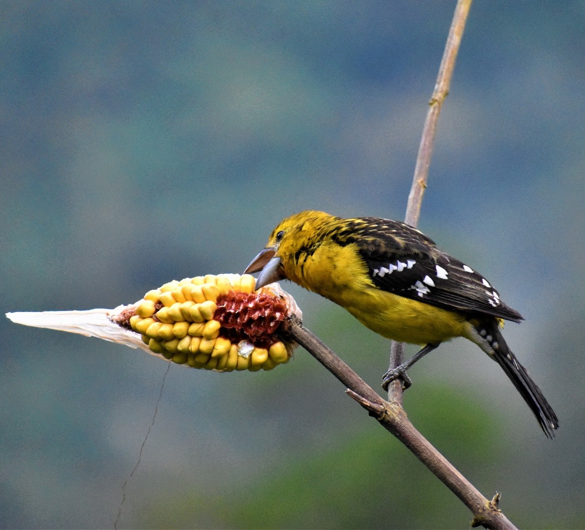 Golden Grosbeak - ML428369121