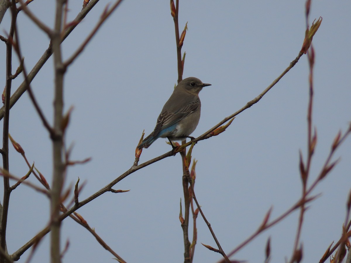 Mountain Bluebird - Rick Hibpshman