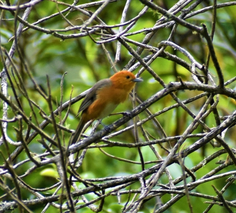Rufous-chested Tanager - ML428371111