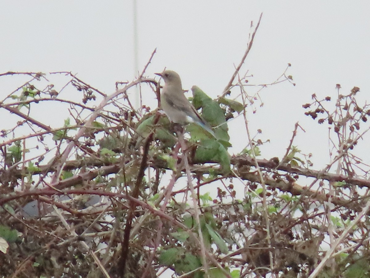 Mountain Bluebird - ML428371211