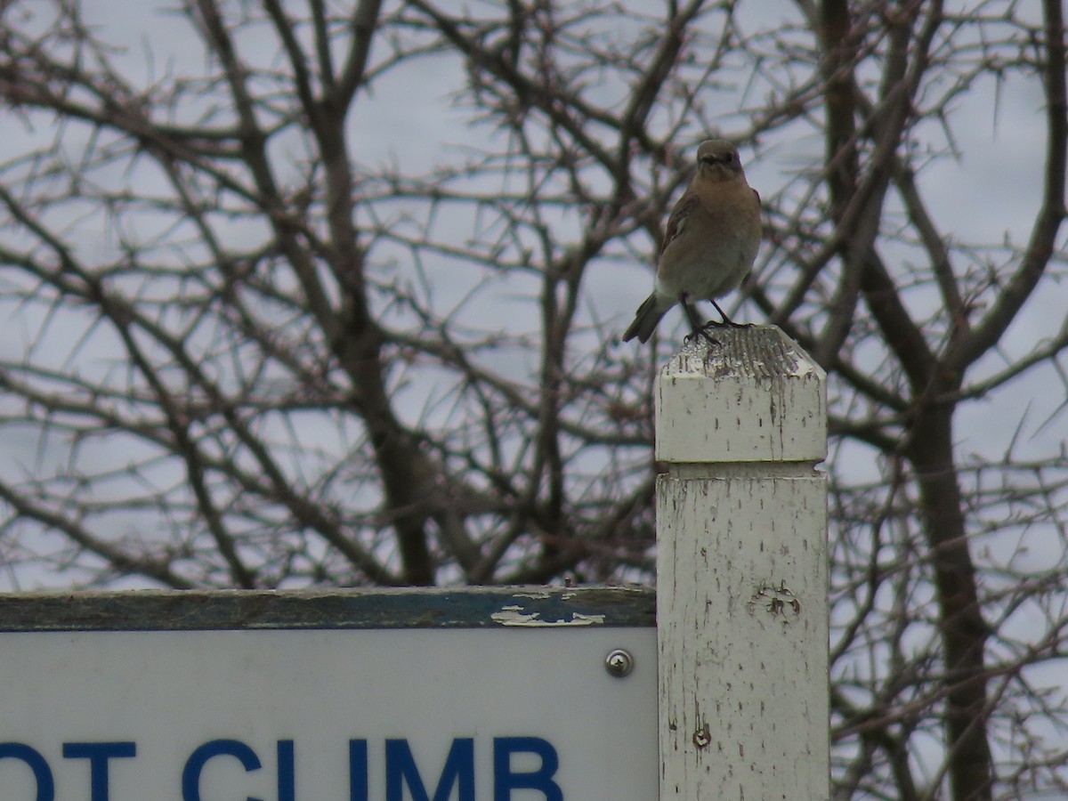 Mountain Bluebird - ML428371241