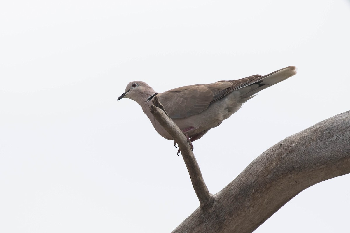 African Collared-Dove - ML428371991