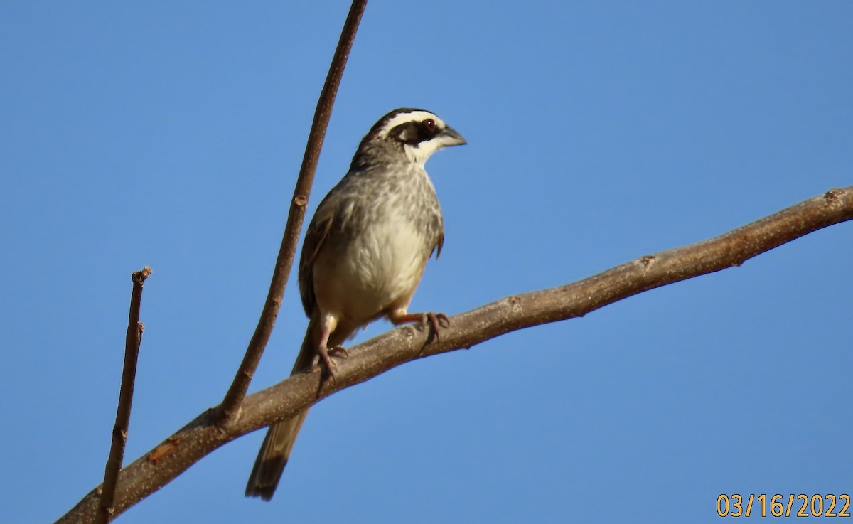 Stripe-headed Sparrow - Rod MacKenzie
