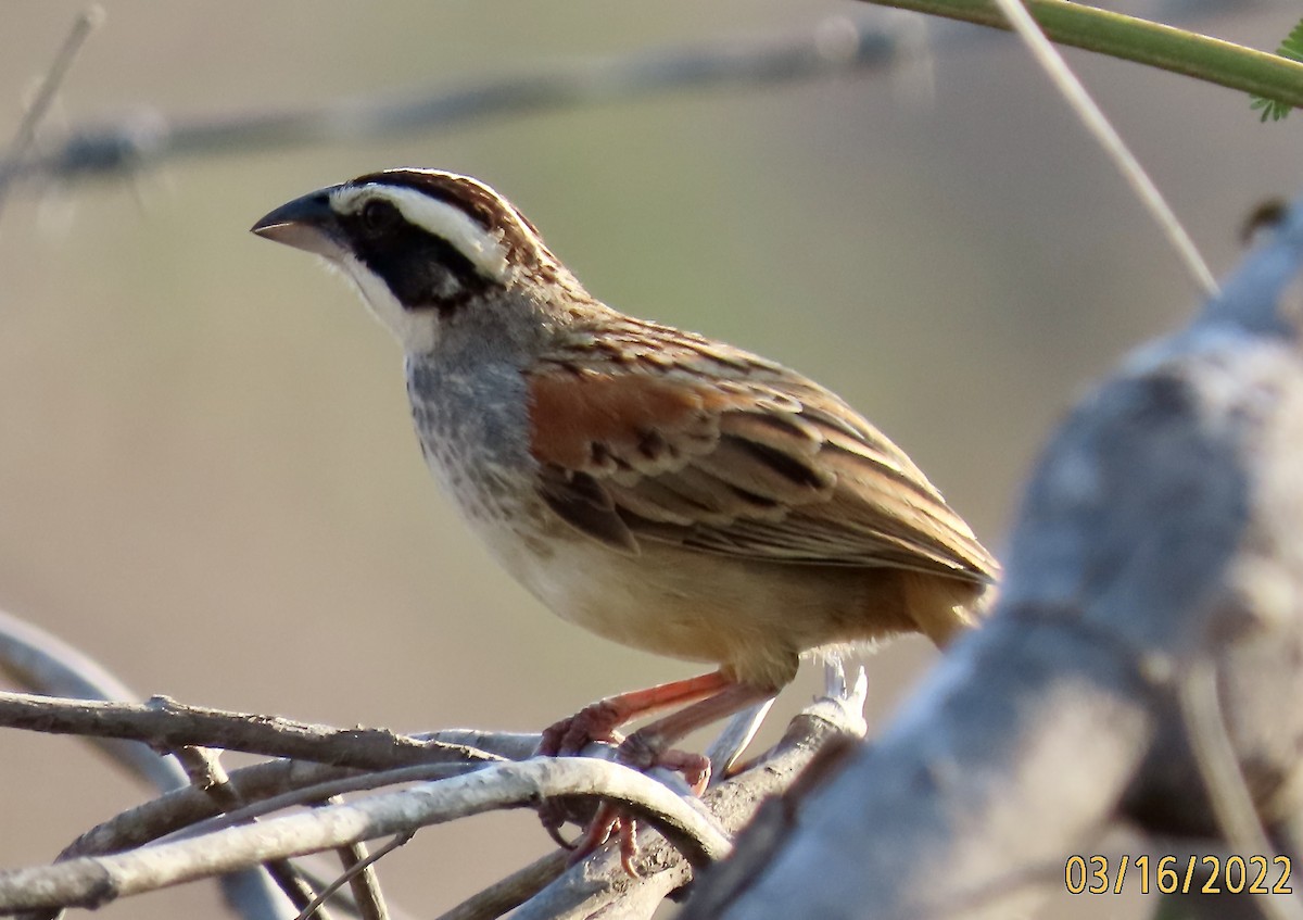 Stripe-headed Sparrow - Rod MacKenzie