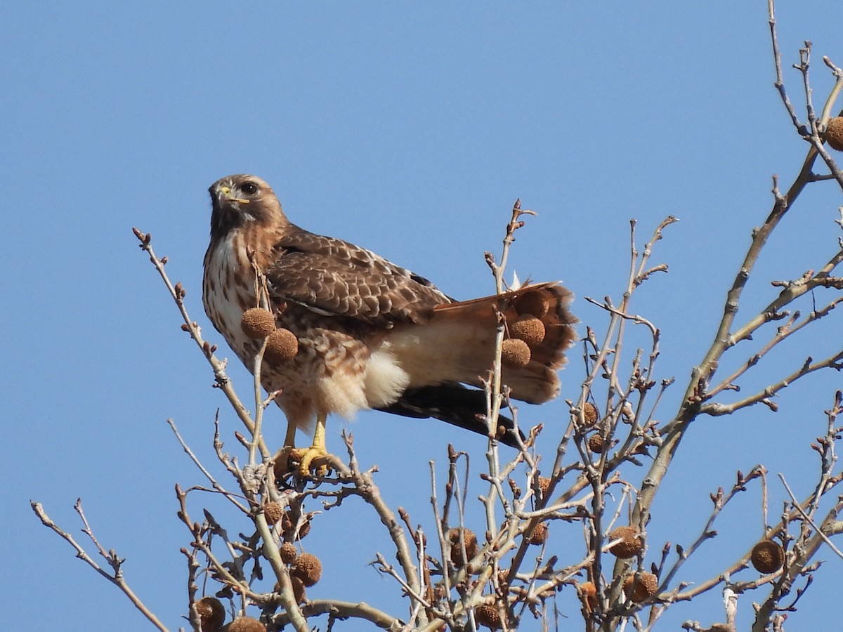 Red-tailed Hawk - ML428373941