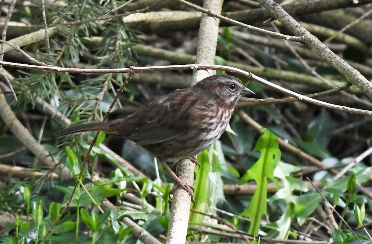 Song Sparrow - ML428375661
