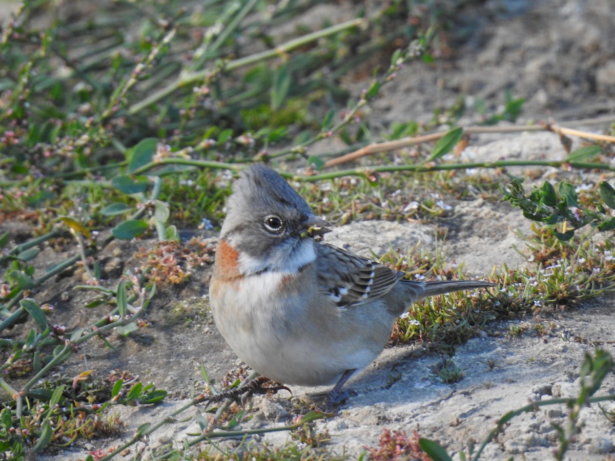 Rufous-collared Sparrow - ML428376211