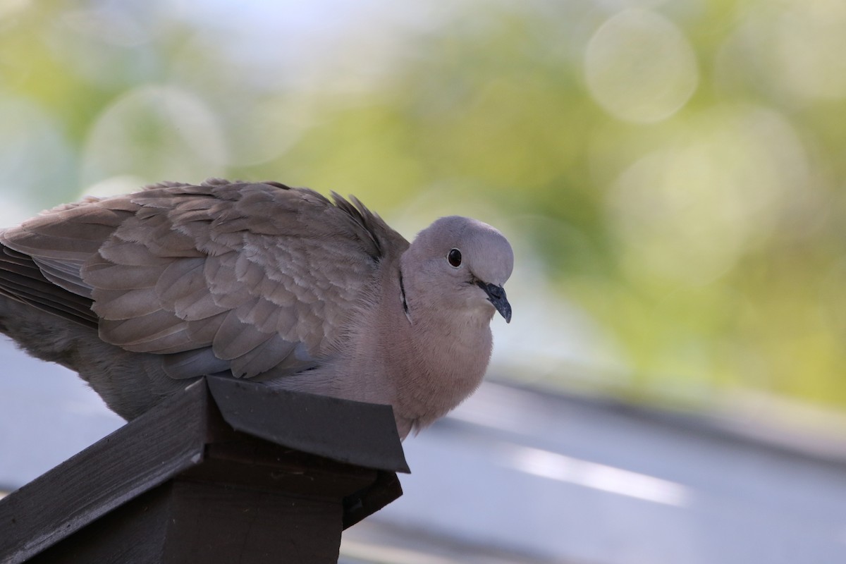 Eurasian Collared-Dove - Mark Price